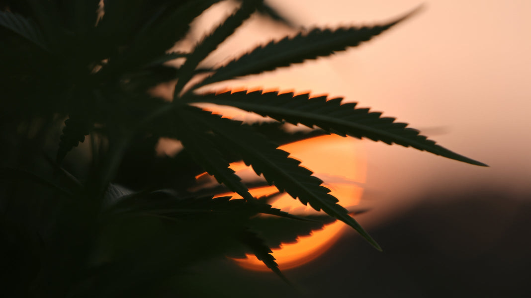 Up close view of a cannabis plant against the sunset