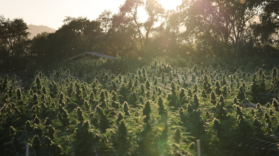 Field of cannabis plants