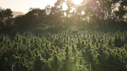 Field of cannabis plants