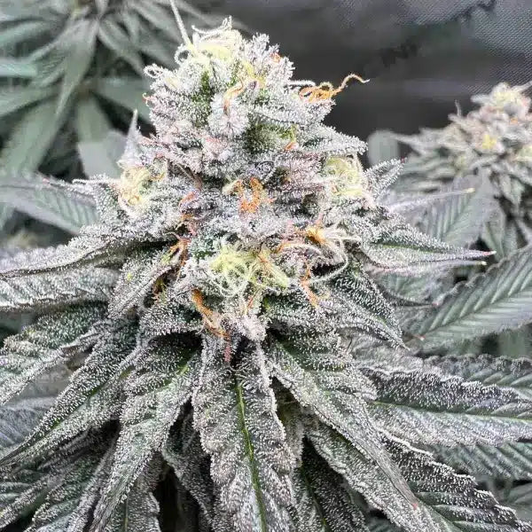 Up-close view of a cannabis plant