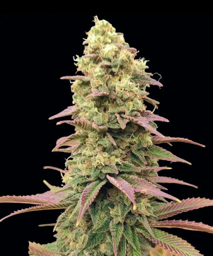 Up-close view of a cannabis plant