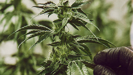 cannabis plant strains sativa vs indica