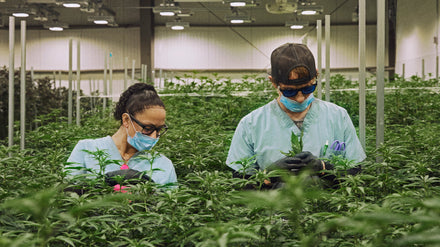 Cultivators reviewing their cannabis plants