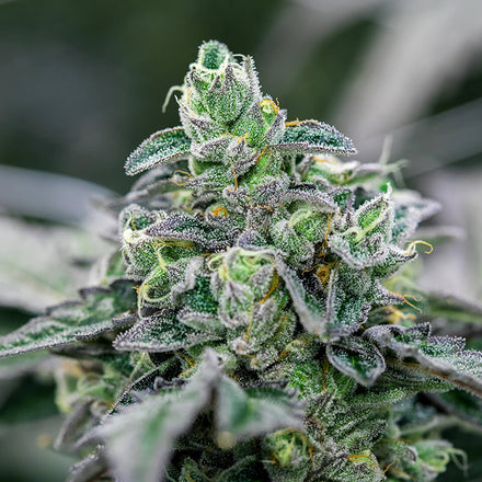 Ice Cream Cake Cannabis Strain: A Comprehensive Guide