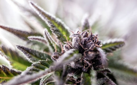 Exploring the World of Popular Cannabis Strains