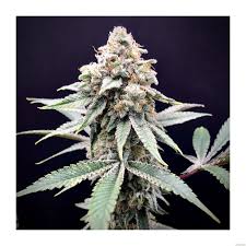 Up-close view of a cannabis plant