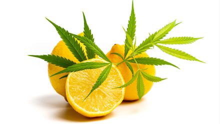 Up close view of a Cannabis plant with lemons