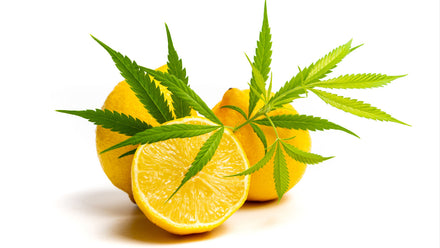 Sour Lemon Strain: Uncover the Zesty Citrus Secrets