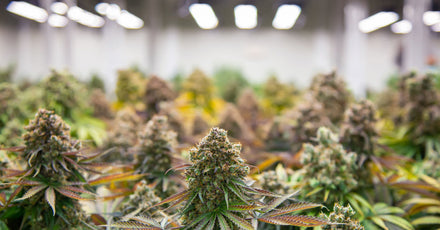 Up close view of a Cannabis plant in a growing facility