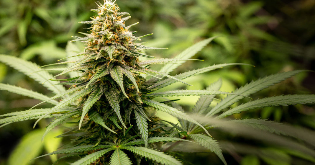 Up close view of a Cannabis plant