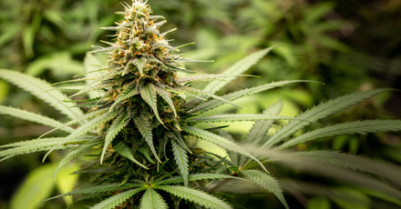 Up close view of a Cannabis plant