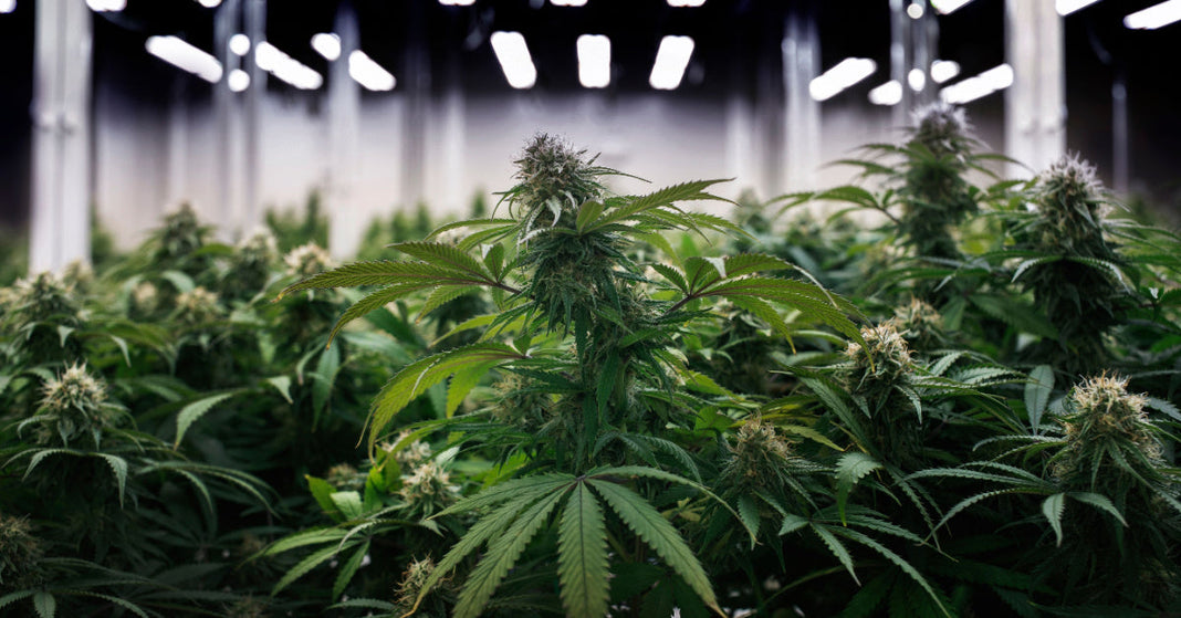 Up close view of a Cannabis plant in a growing facility