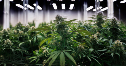 Up close view of a Cannabis plant in a growing facility