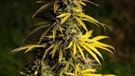 Up close view of a cannabis plant