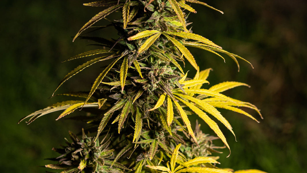 Up close view of a cannabis plant