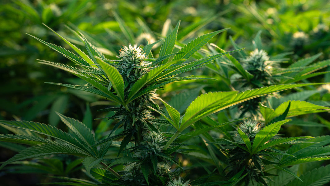 Up close view of a Cannabis plant