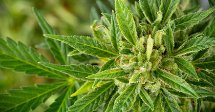 Up close view of a Cannabis plant