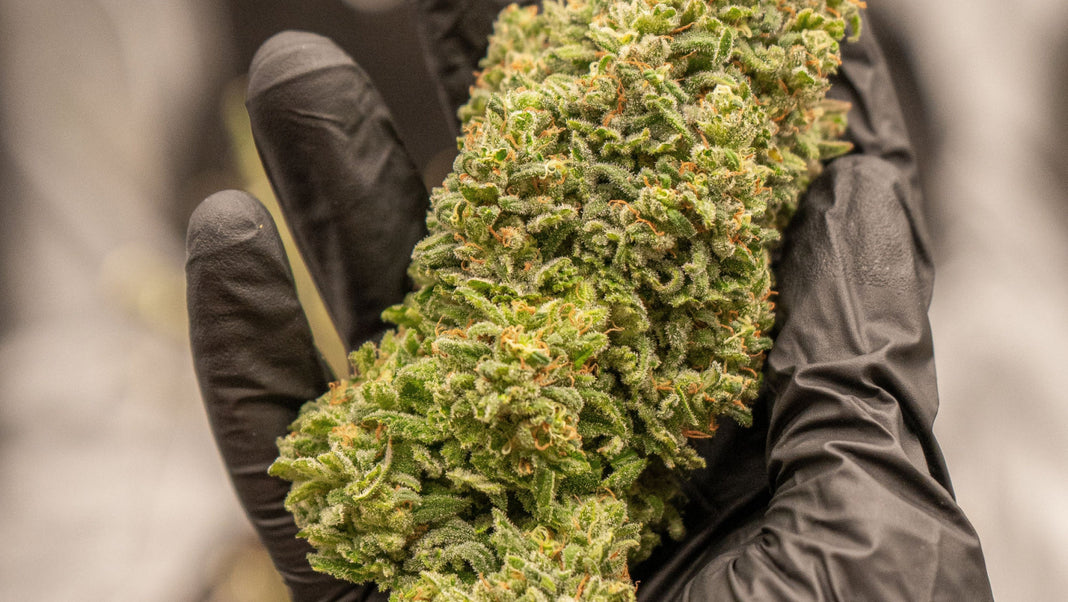 Up close view of a Cannabis harvest