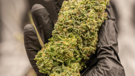 Up close view of a Cannabis harvest