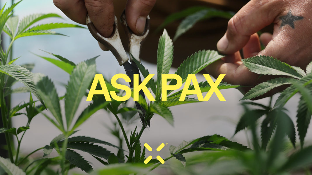 What To Do When Your PAX Feels 