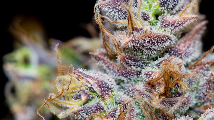 Up-close view of a cannabis plant