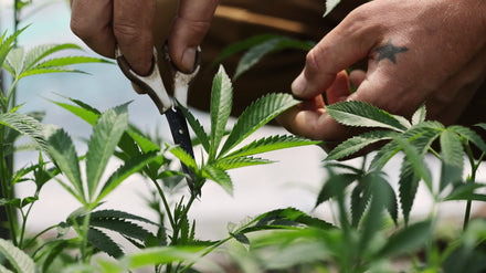 Cultivating cannabis plants