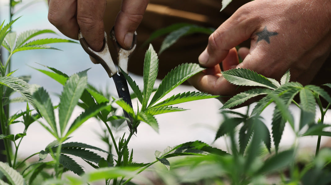 Cultivating cannabis plants