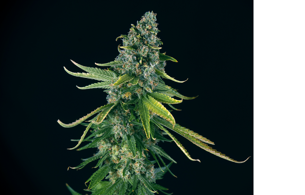 Energize Your Day with Green Crack Cannabis Strain