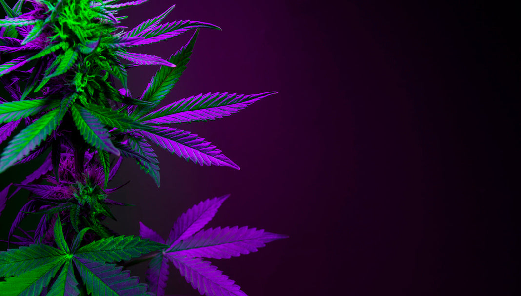 Purple and green marijuana leaves on a dark background