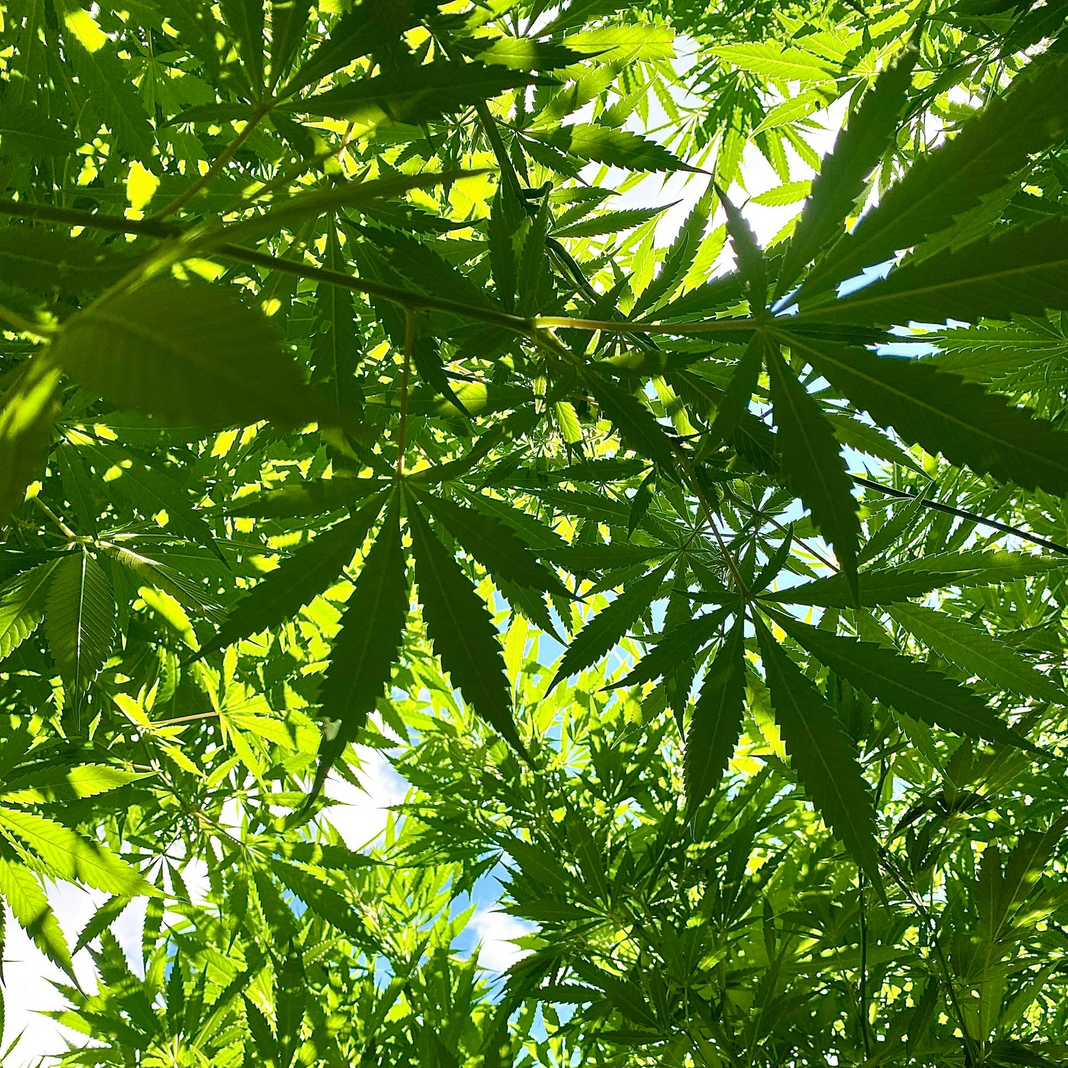 Looking up through cannabis leaves on a sunny day