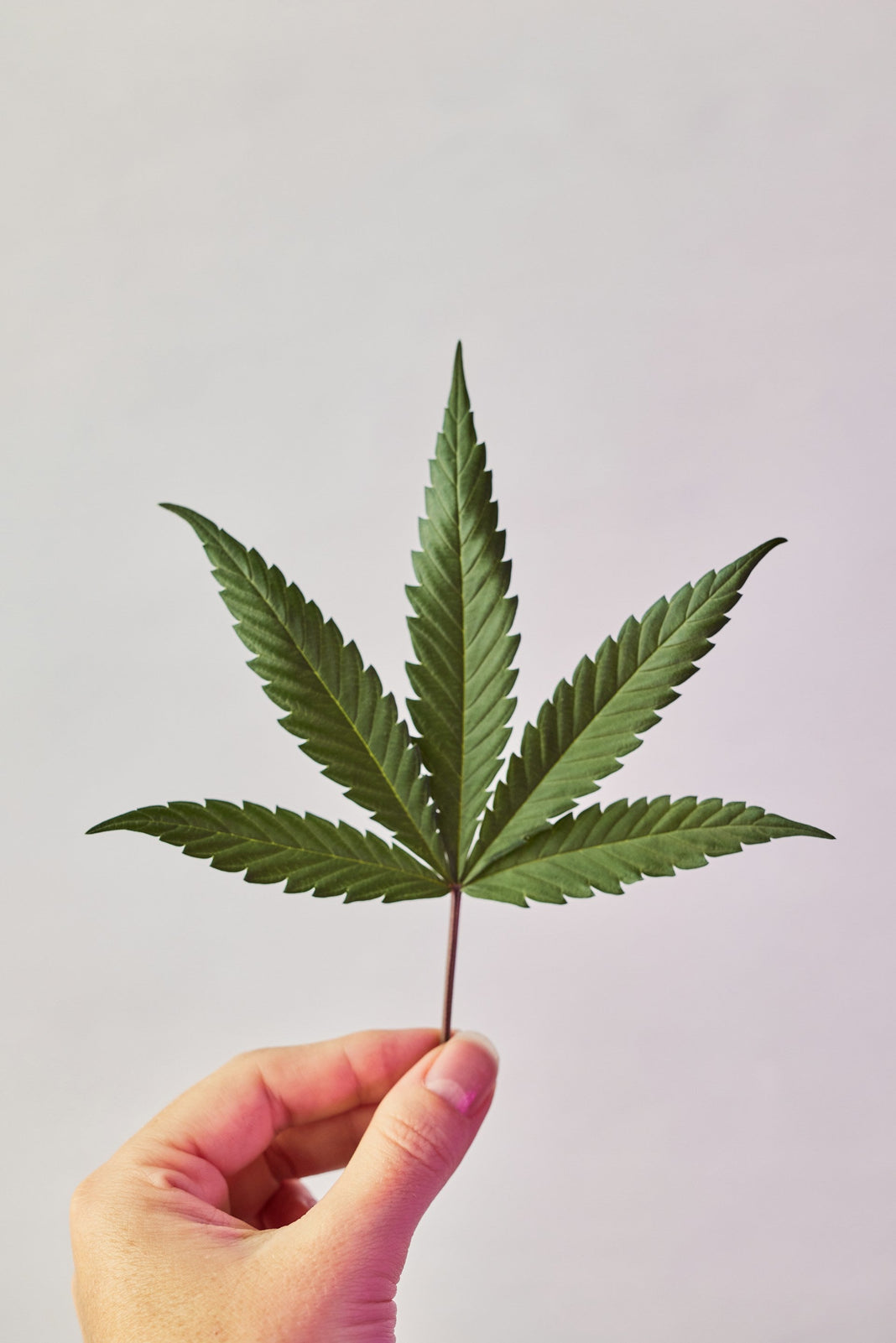4 Commonly Asked Cannabis Questions
