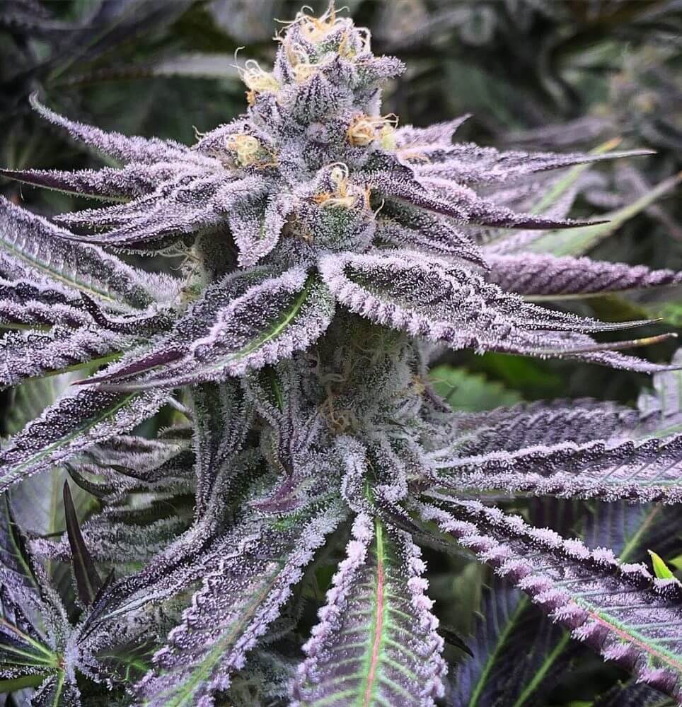 Up-close view of a cannabis plant