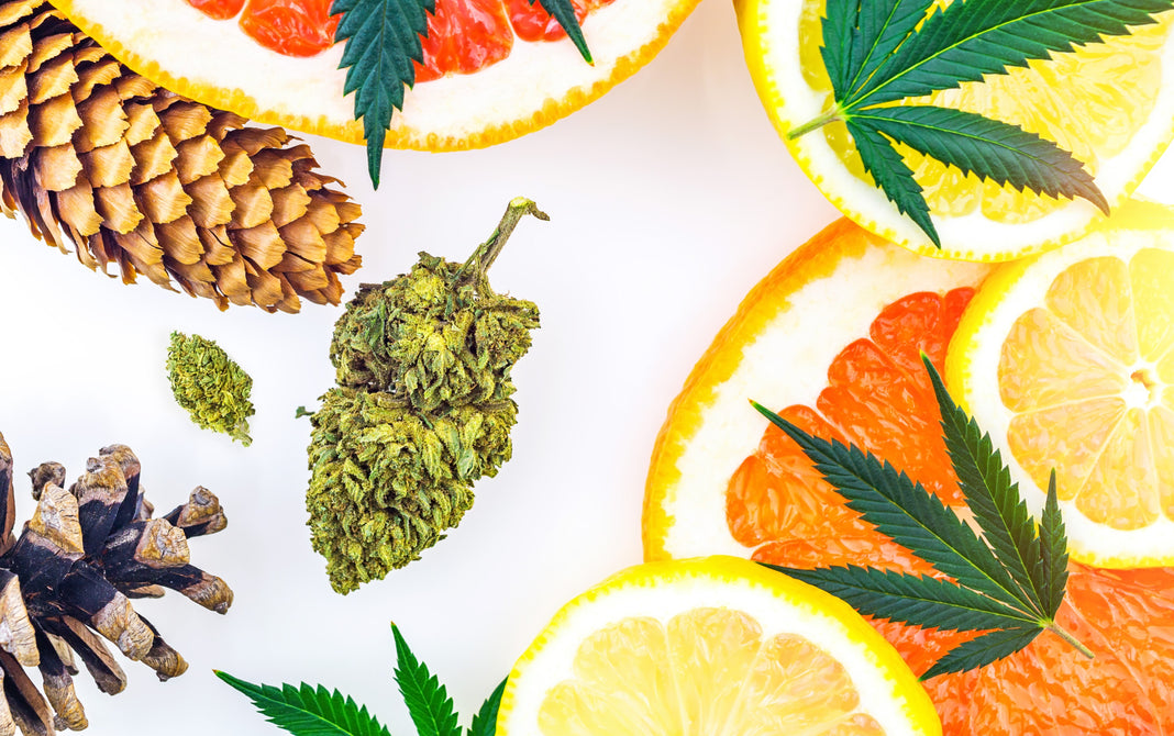Terpenes and various flavors found in cannabis