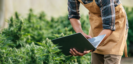 Person using a laptop next to a crop of growing cannabis plants