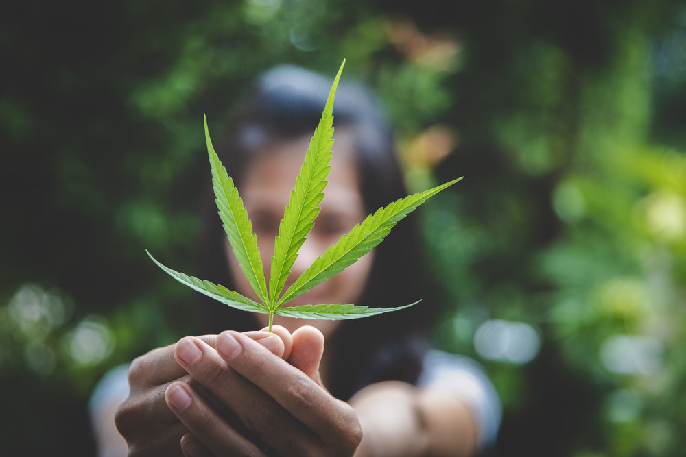 Woman holding marijuana leaf