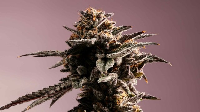 The Exquisite White Truffle Cannabis Strain